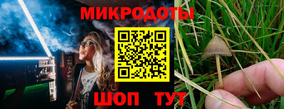 Галлюциногенные грибы Psilocybe Лыткарино